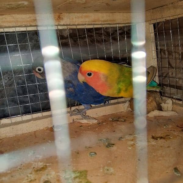 03258202958contact now love birds breeder pairs or patha available hai 11