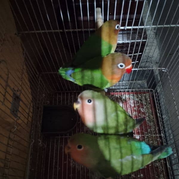 03258202958contact now love birds breeder pairs or patha available hai 12