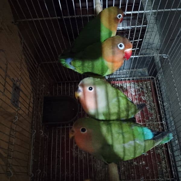 03258202958contact now love birds breeder pairs or patha available hai 14