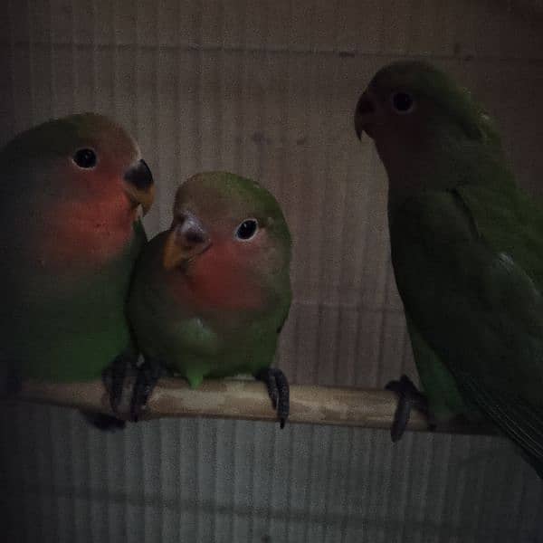 03258202958contact now love birds breeder pairs or patha available hai 15