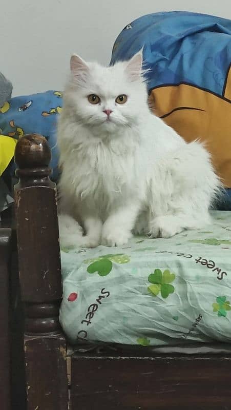 Persian Cat for sale 0