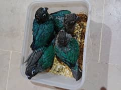 4-BLUE TOURQISE CANORE BLACK CHEST CHICKS -11000PER PIECE-HAND FEED