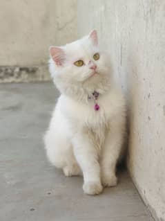 white Persian cat with yellow eyes fully trained