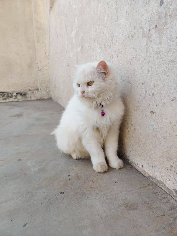 white Persian cat with yellow eyes fully trained 1