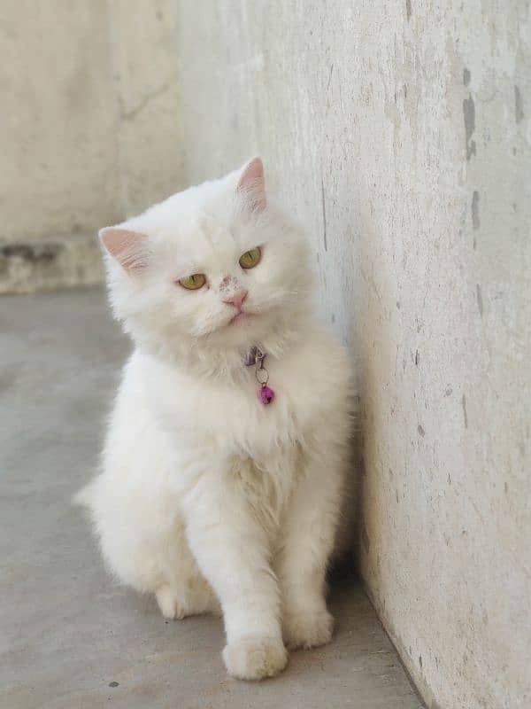 white Persian cat with yellow eyes fully trained 2