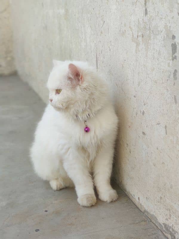 white Persian cat with yellow eyes fully trained 3