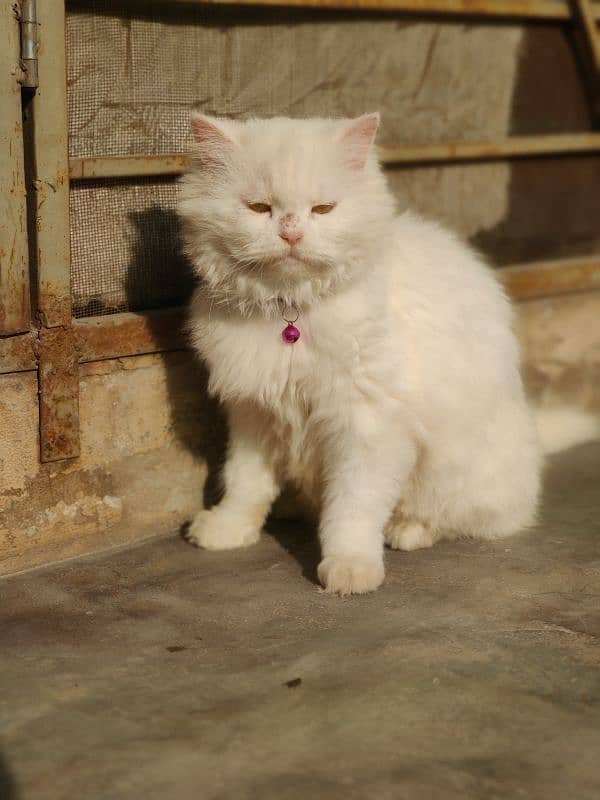 white Persian cat with yellow eyes fully trained 4