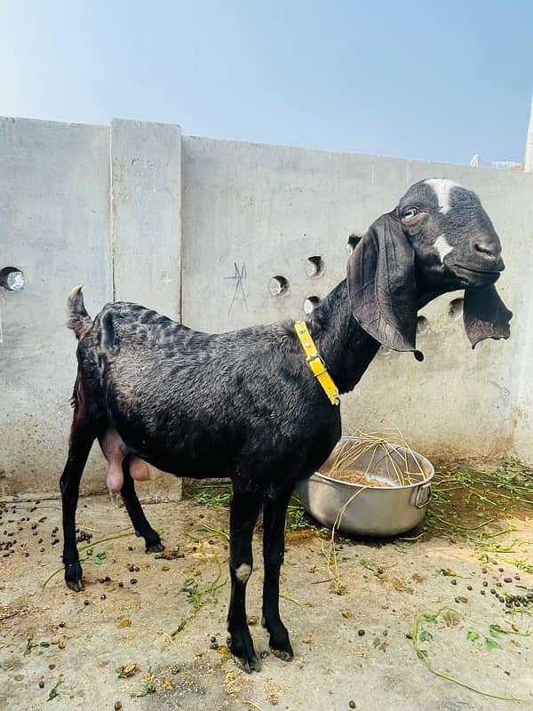 Pure Desi Nagra Goat & 15 Days Baby for Sale 1