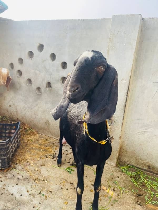 Pure Desi Nagra Goat & 15 Days Baby for Sale 2