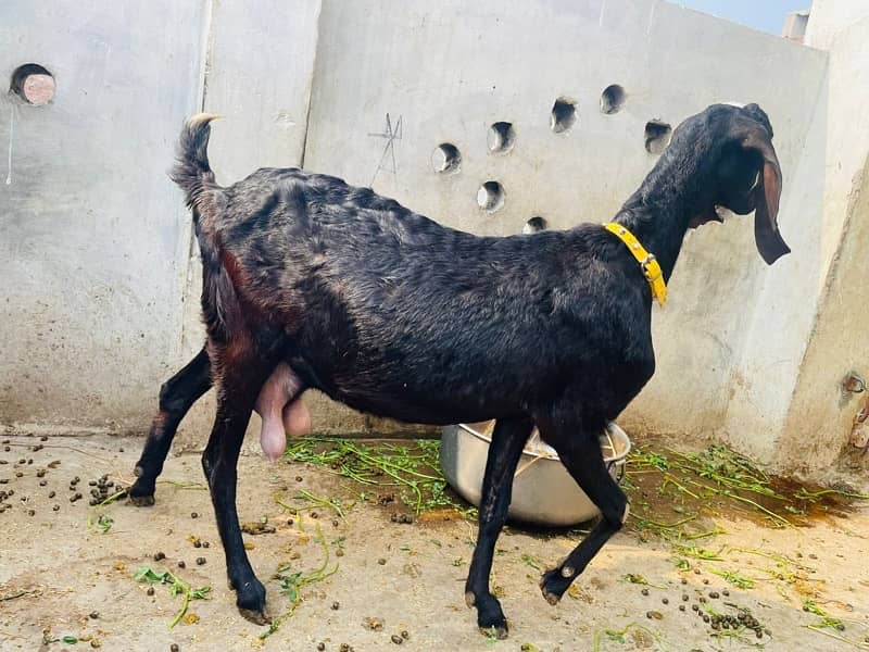 Pure Desi Nagra Goat & 15 Days Baby for Sale 3