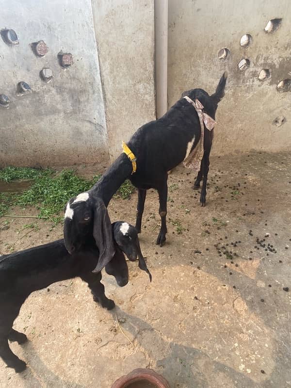 Pure Desi Nagra Goat & 15 Days Baby for Sale 4