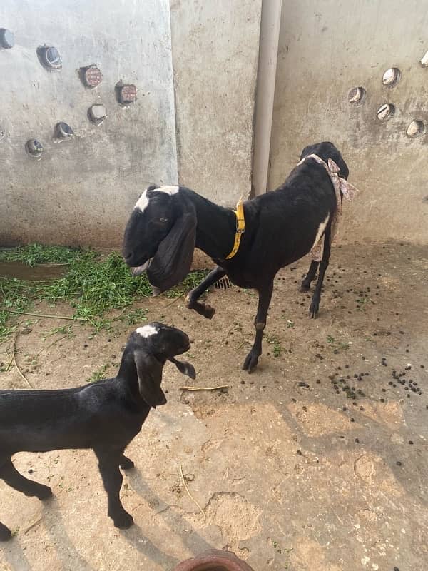 Pure Desi Nagra Goat & 15 Days Baby for Sale 5