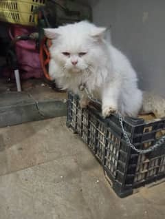 panchkot Persian cat