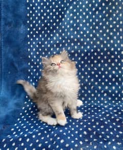 Pure persian kitten triple coated