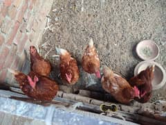 Lohman brown egg laying Hens