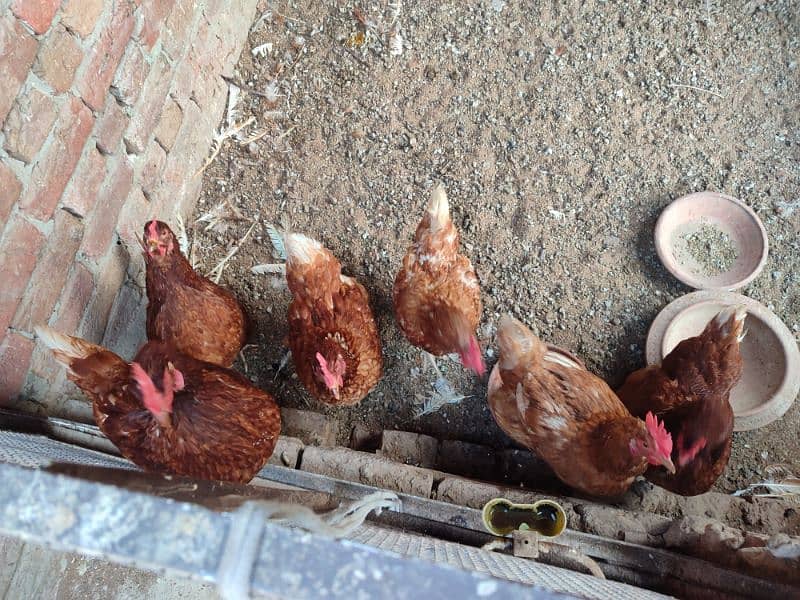 Lohman brown egg laying Hens 0