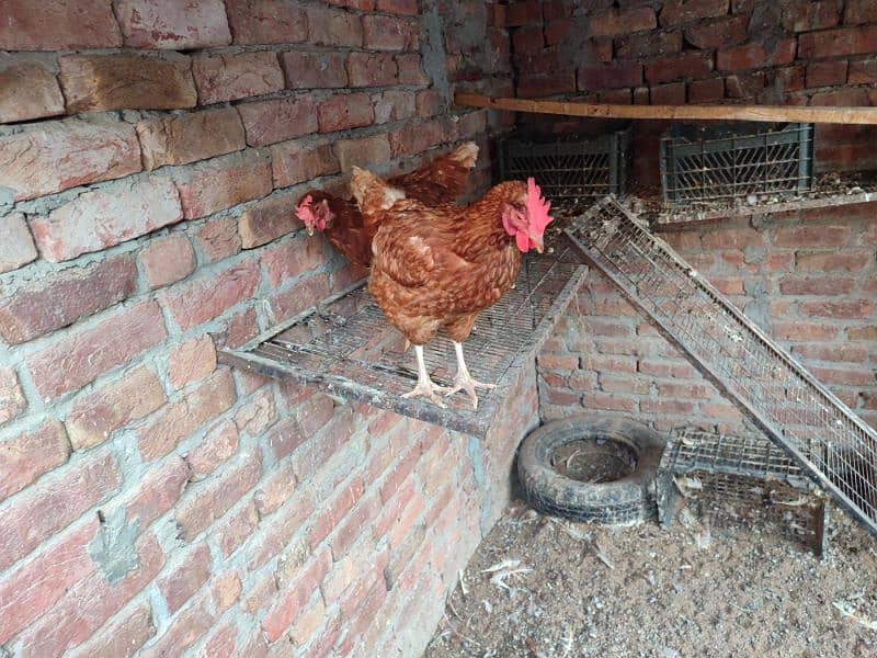 Lohman brown egg laying Hens 2