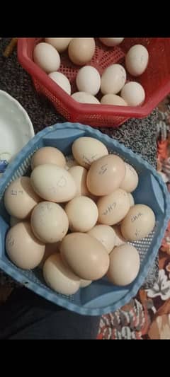 aseel eggs