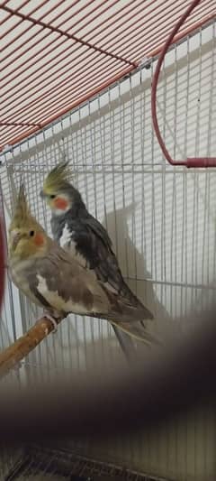 2 pairs Cockatiel with 2 cages