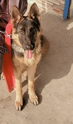 German Shepherd For Sale Double Coat Active Dog