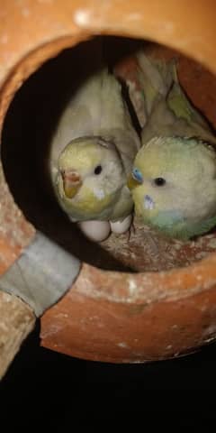 Budgie lagy pair egg+ chiks pair