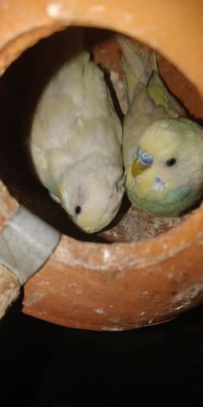 Budgie lagy pair egg+ chiks pair 1