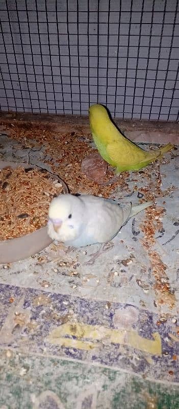 Budgie lagy pair egg+ chiks pair 3