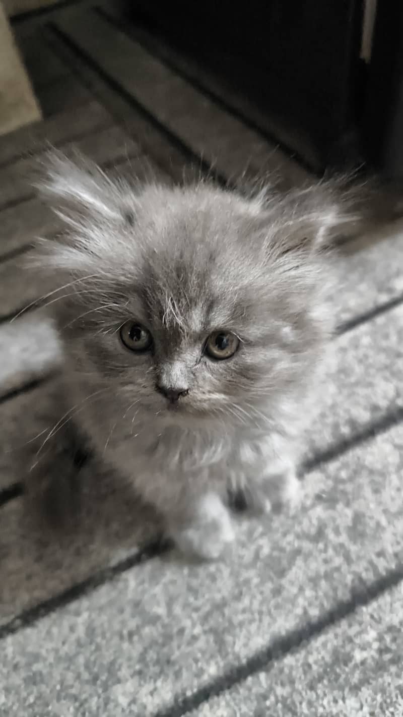 Cute Long Coat Grey Persian Male Kitten - 02 Months (With Accessories) 1