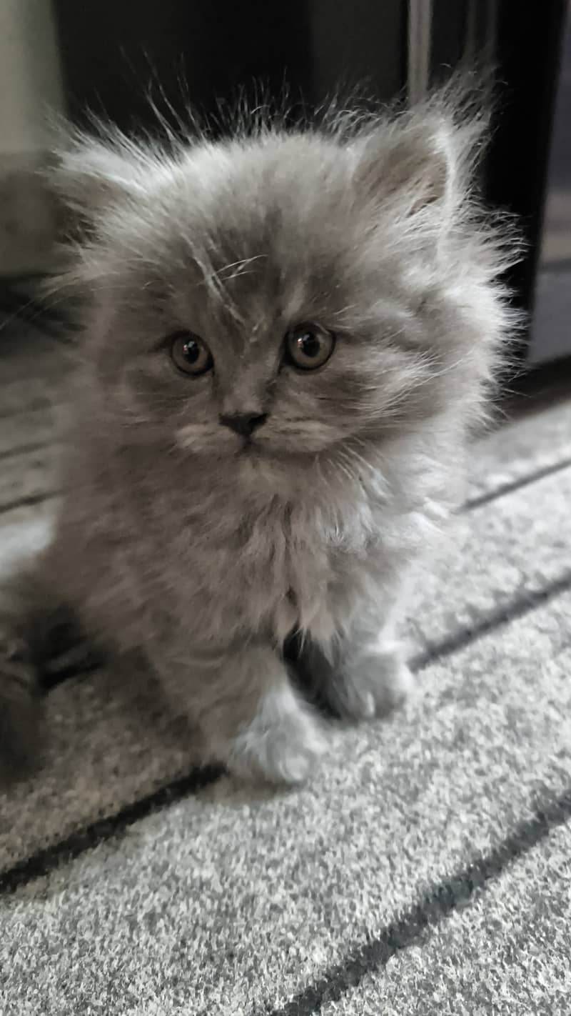 Cute Long Coat Grey Persian Male Kitten - 02 Months (With Accessories) 2