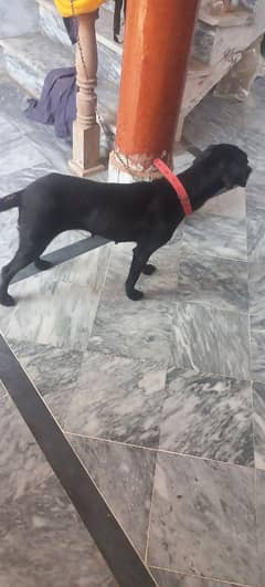 black female labrador