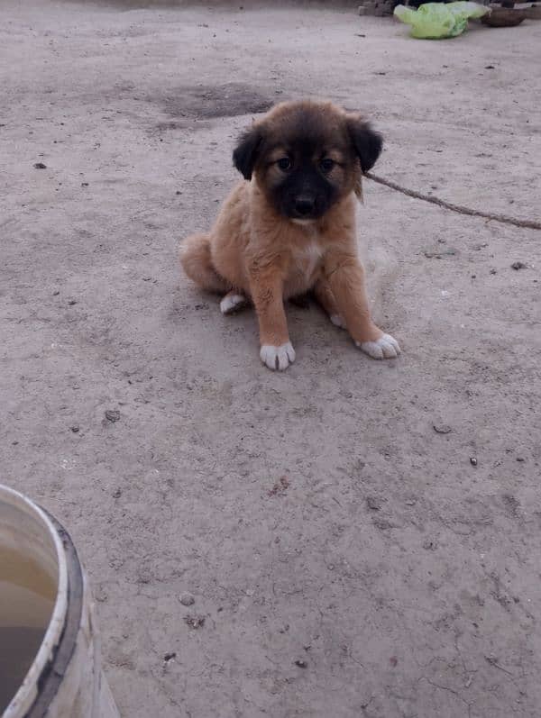 jerman shapard cross  03023776162 female puppy 0