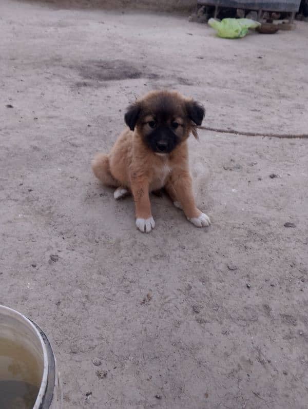 jerman shapard cross  03023776162 female puppy 1