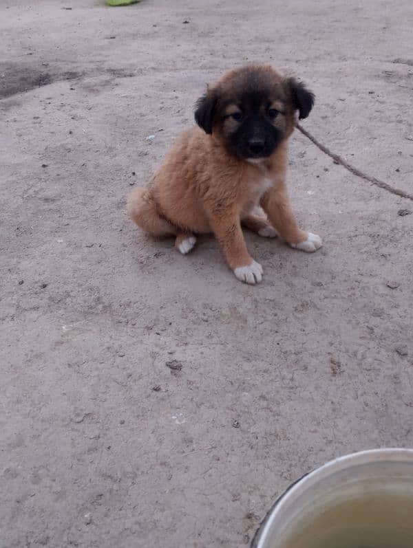 jerman shapard cross  03023776162 female puppy 2