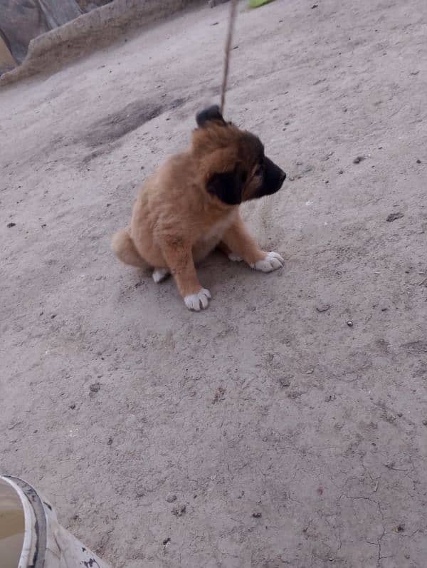 jerman shapard cross  03023776162 female puppy 3