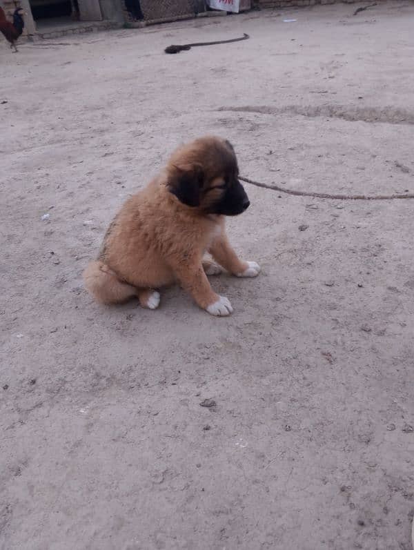 jerman shapard cross  03023776162 female puppy 4