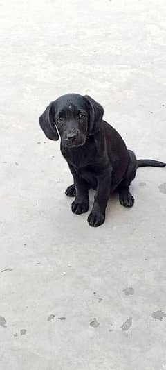 Labrador