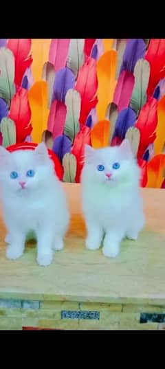 Persian cat for sale male or female my WhatsApp 0335=071=96=81