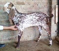 makhi cheena bakra _ bakra_baby_top quality