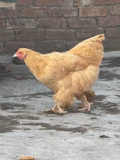 golden buff (hen)