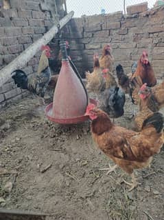 golden misri hen