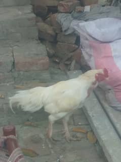 mianwali aseel rooster