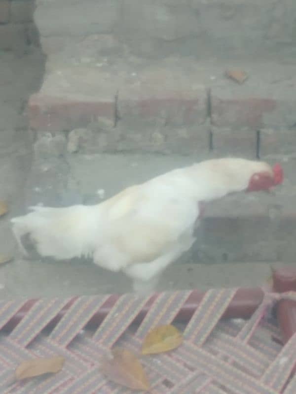 mianwali aseel rooster 1