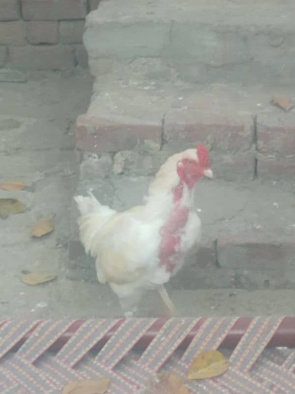 mianwali aseel rooster 2