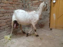 goat / Bakri with babies