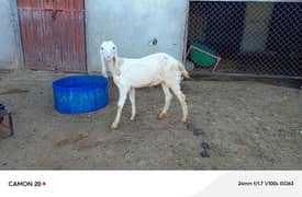 Rajanpuri, makhichini, beatal goats female kids