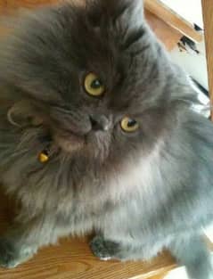 Persian Male cat for sale