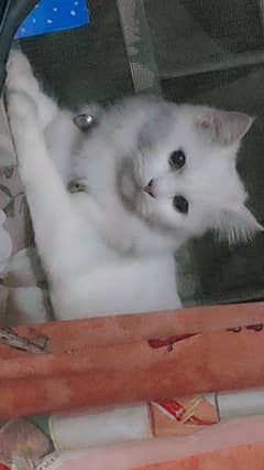 pure White vaccinated Persian cat