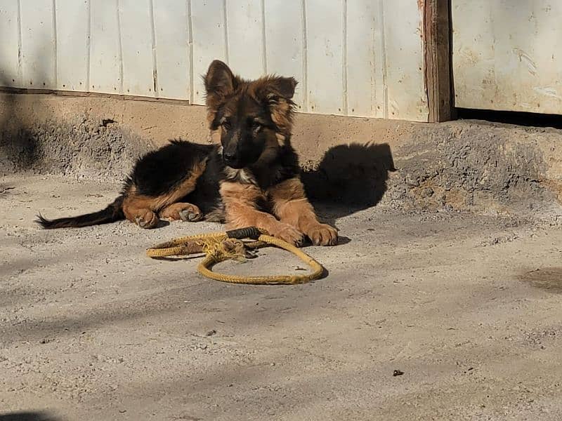 German shepherd puppies Double Coatmy WhatsApp number 0301 0546336 0