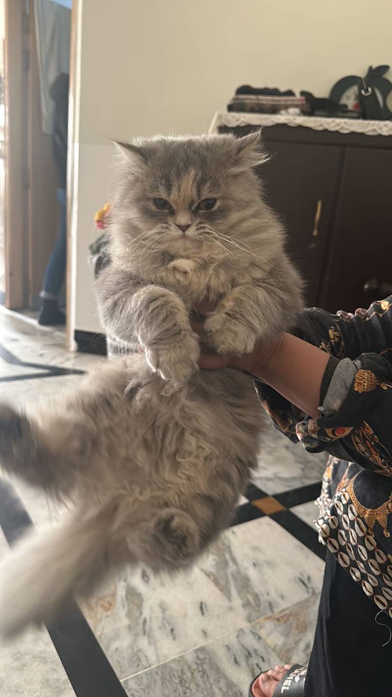 Persian kitten female 1