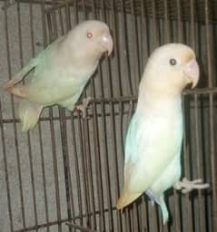 love birds pair for sale